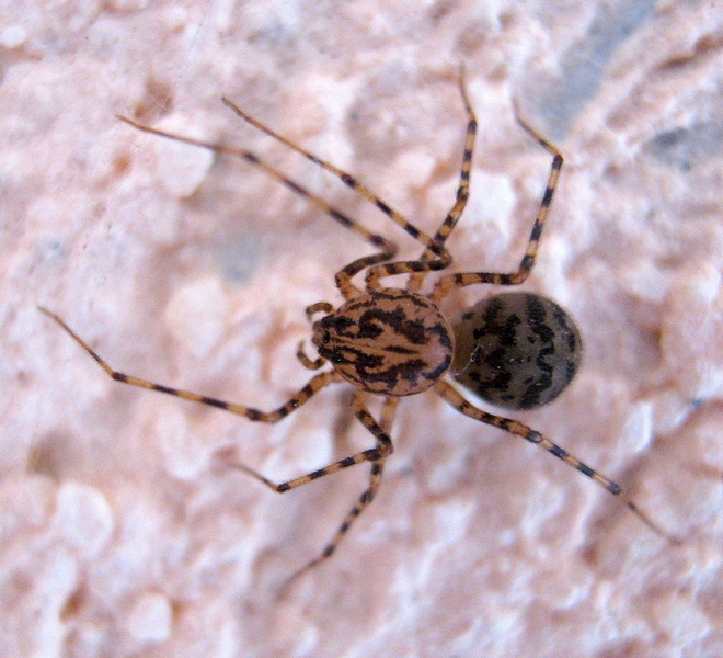Scytodes thoracica - Moriago della Battaglia (TV)